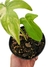 Philodendron pedatum 'variegatum' M na internet