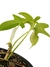 Philodendron pedatum 'variegatum' M - Folhas Raras