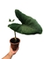 Alocasia zebrina