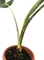 Alocasia zebrina - comprar online