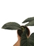 Alocasia scalprum M na internet