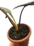 Alocasia scalprum M - Folhas Raras