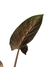 Alocasia scalprum M - loja online