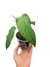 Syngonium chiapense