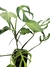 Monstera 'Burle Marx's Flame' G - comprar online