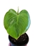 Philodendron ricardoi M - comprar online