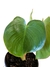 Philodendron ricardoi M na internet