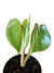 Philodendron ricardoi M - Folhas Raras