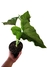 Philodendron pseudoundulatum