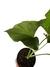 Philodendron pseudoundulatum na internet