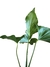 Philodendron pseudoundulatum - Folhas Raras