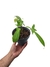 Philodendron 'Florida Green' - comprar online