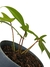 Philodendron 'Florida Green' na internet
