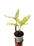 Aglaonema 'Pseudobracteatum'