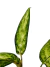 Aglaonema 'Pseudobracteatum' - comprar online
