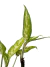 Aglaonema 'Pseudobracteatum' na internet
