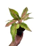 Aglaonema 'Butterfly' na internet
