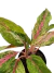 Aglaonema 'Butterfly'