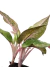 Aglaonema 'Butterfly' - comprar online