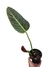 Philodendron subhastatum M - comprar online
