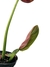 Philodendron subhastatum M - Folhas Raras
