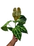 Anthurium crystallinum x (híbrido)