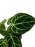 Anthurium crystallinum x (híbrido) - comprar online