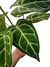 Anthurium crystallinum x (híbrido) na internet