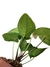 Anthurium crystallinum x (híbrido) - Folhas Raras