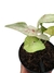 Syngonium 'Milk Confetti' - comprar online