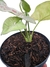 Syngonium 'Milk Confetti' na internet
