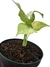 Syngonium 'Milk Confetti' - Folhas Raras