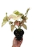 Syngonium 'Neon Robusta'