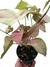 Syngonium 'Neon Robusta' - comprar online