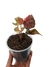Syngonium 'Strawberry ice'
