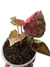Syngonium 'Strawberry ice' - comprar online