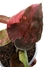 Syngonium 'Strawberry ice' na internet