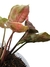 Syngonium 'Strawberry ice' - Folhas Raras