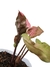 Syngonium 'Strawberry ice' - loja online