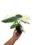 Syngonium 'Albo-variegatum'