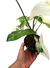 Syngonium 'Albo-variegatum' na internet