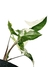 Syngonium 'Albo-variegatum' - Folhas Raras