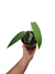 Anthurium breviscapum