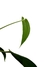 Anthurium breviscapum - comprar online