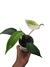 Anthurium scherzerianum 'Bege' - comprar online