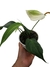 Anthurium scherzerianum 'Bege' - Folhas Raras