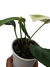 Anthurium scherzerianum 'Bege' - loja online