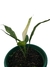 Spathiphyllum 'Variegatum' - loja online