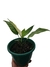 Spathiphyllum 'Variegatum'