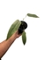 Anthurium coriaceum